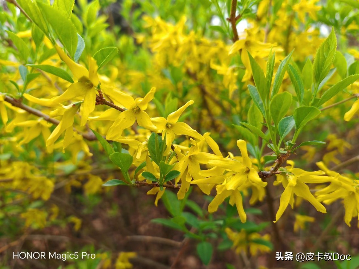 不吹不黑荣耀magic5pro使用感受,荣耀magic5pro手机性能排行榜