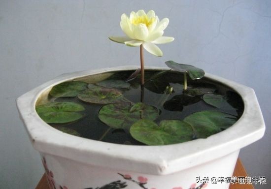 睡莲怎样养才正确,睡莲如何养