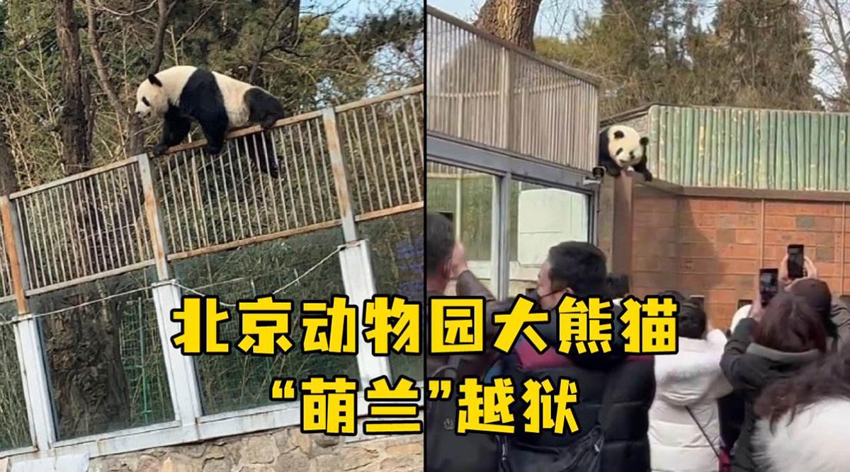 三打一老虎打狮子,狮虎大战老虎被英国人放冷枪