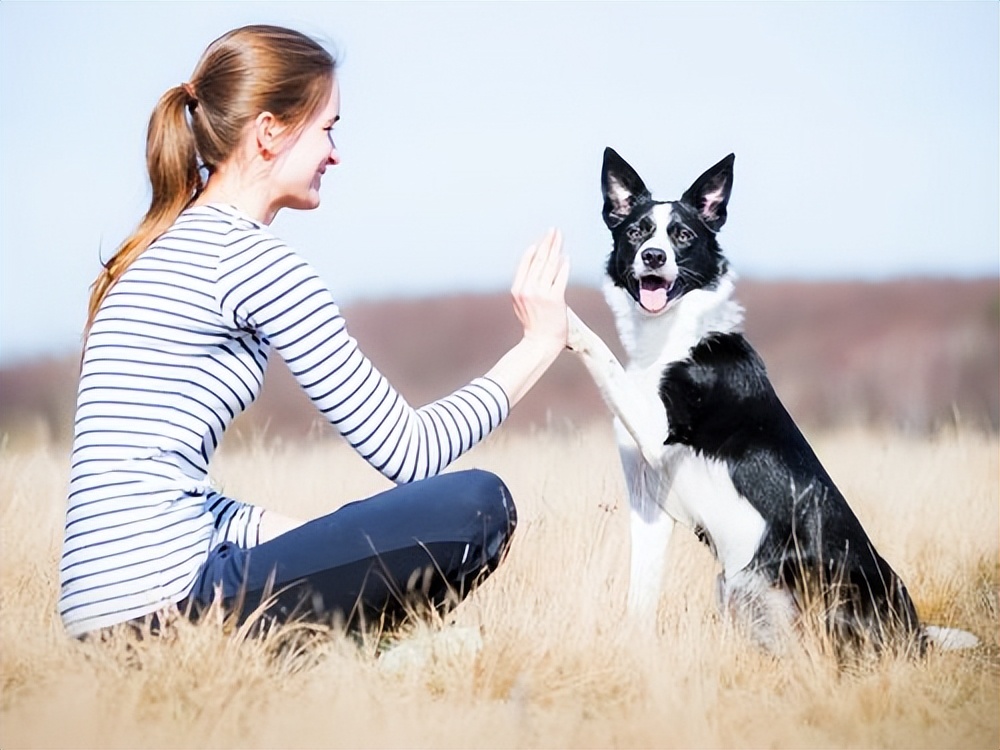 小狗狗走丢了怎么办,狗狗丢了怎么100%找回