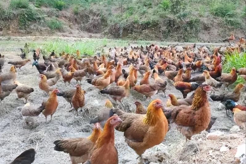 绿壳蛋鸡的养殖方法和注意事项,养100只绿壳蛋鸡一年能有多少利润