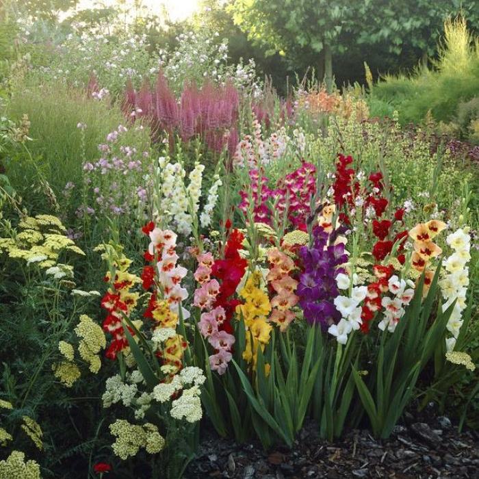 种球一年四季开花品种有哪些,硬根花卉种球大全图解