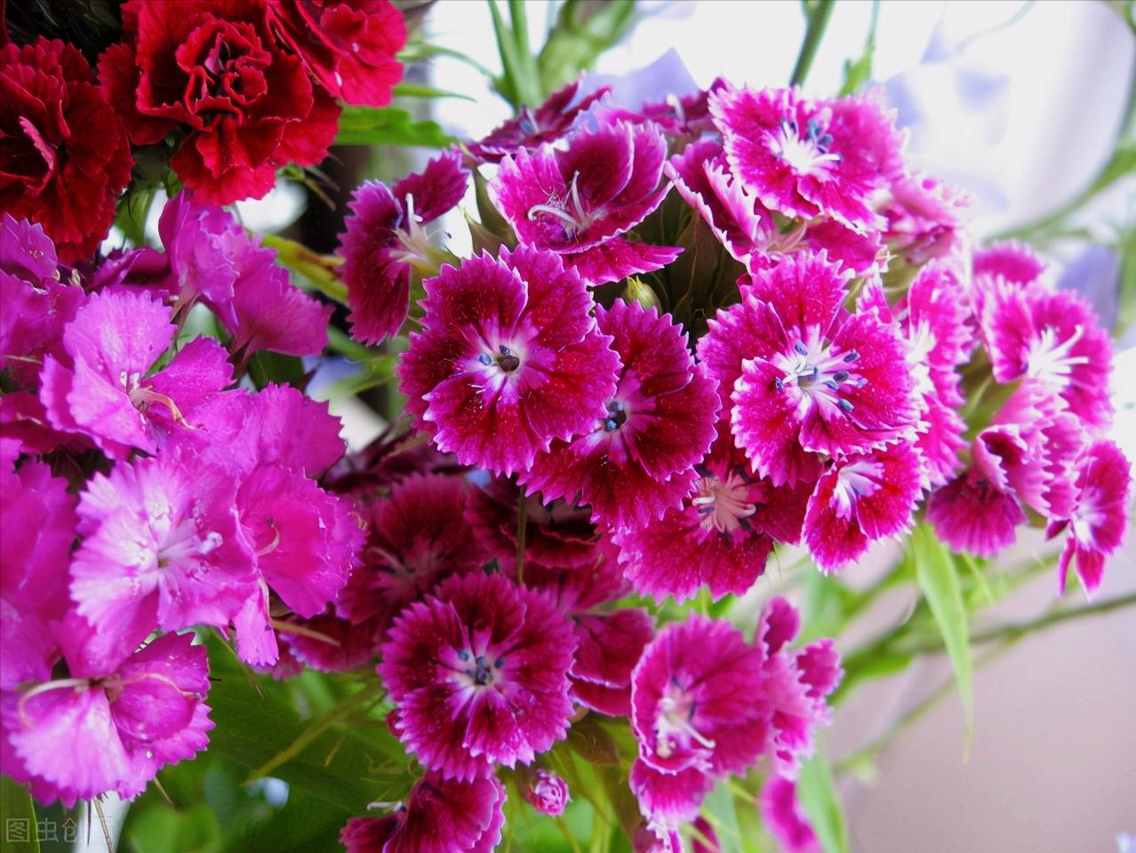 一花一世界,一花一叶送祝福,有花陪伴最幸福;有叶牵挂更美好