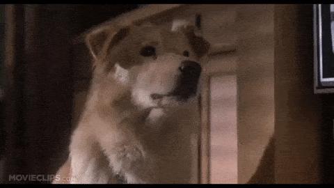 狗狗生气会有哪样的表现,主人生气时狗狗这些表现是在道歉