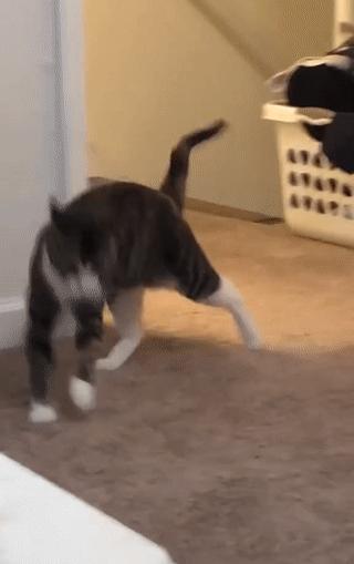 原来猫咪也有弱智的表现,猫咪很虚弱该怎么救活它