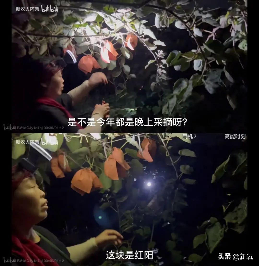 50万年薪的阿汤，为什么要辞职选择回家种猕猴桃？