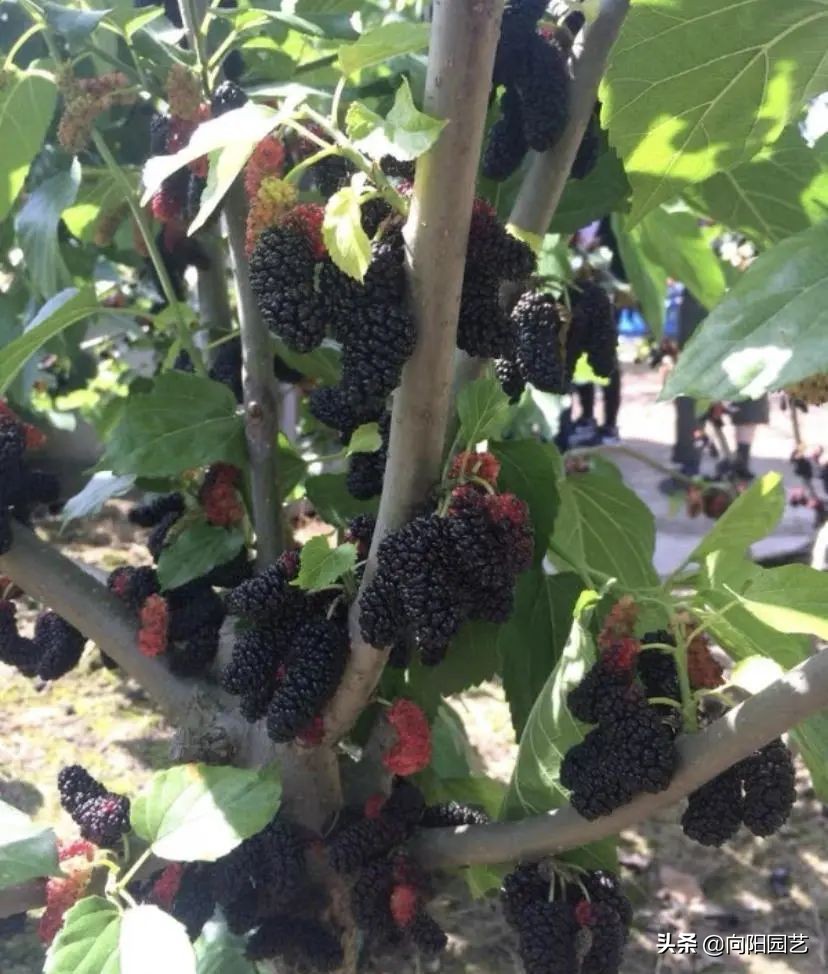 桑树不吉利,桑树不吉祥