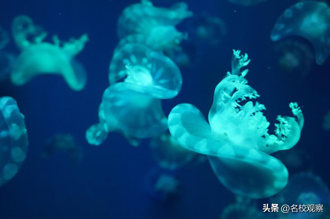 蔚蓝做苍穹，鱼儿变繁星！新川学子，走进浩海立方，探秘无限海洋