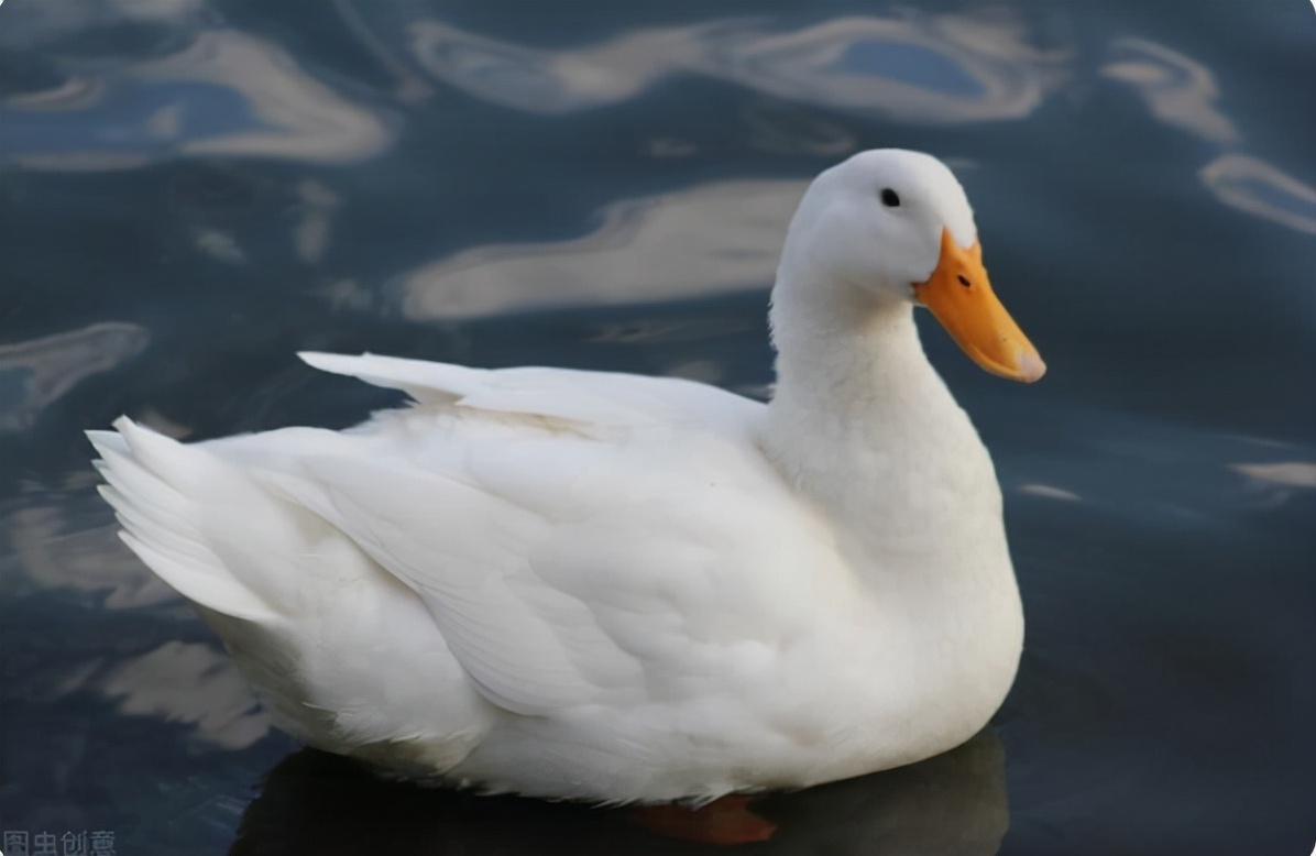 震惊！一件羽绒服居然这么多塑料元素