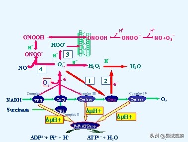 生命守护者人民的健康卫士,生命健康的守护者