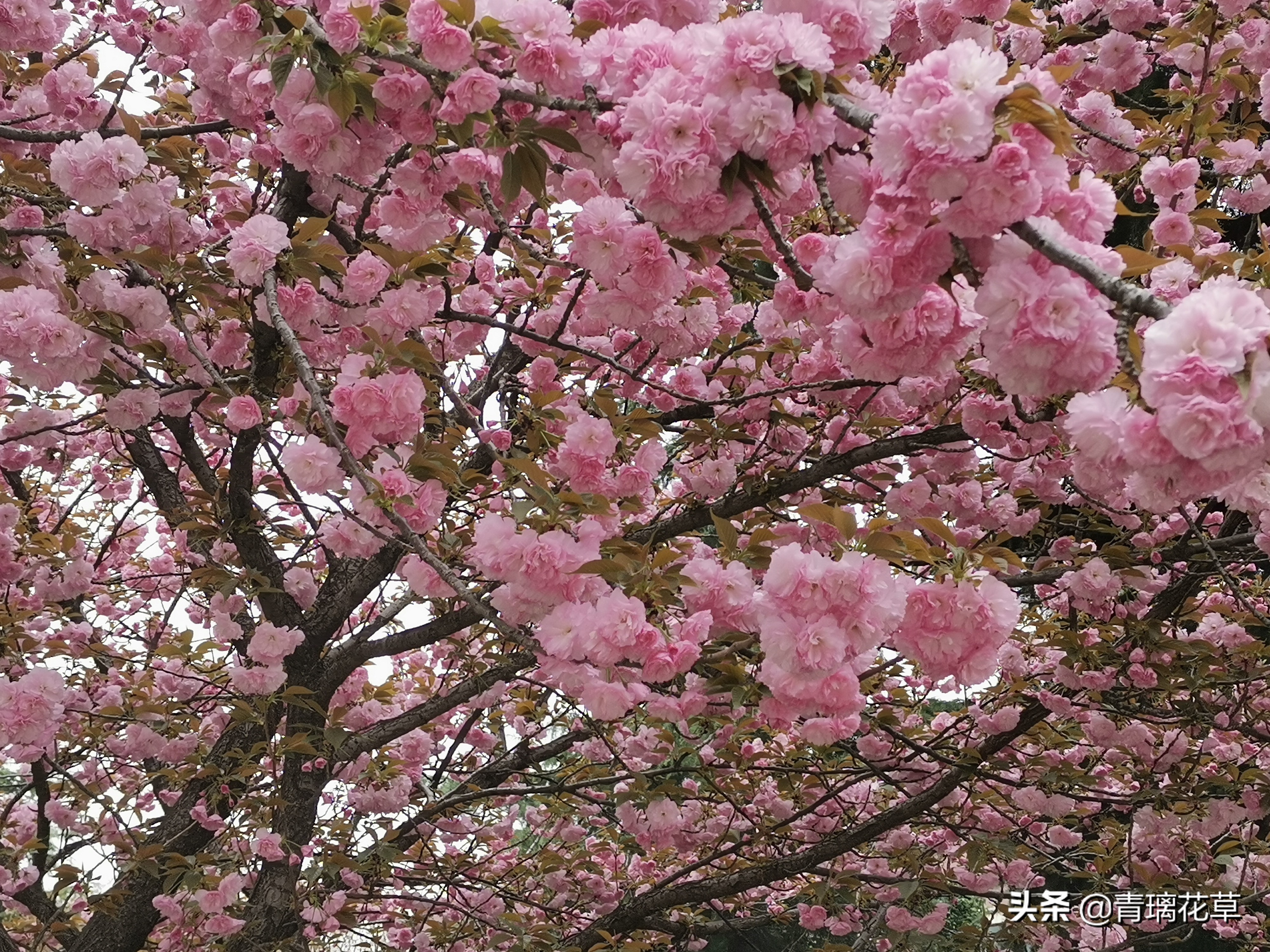 如果有了自己的院子你会种什么,如果有个院子会种什么果树