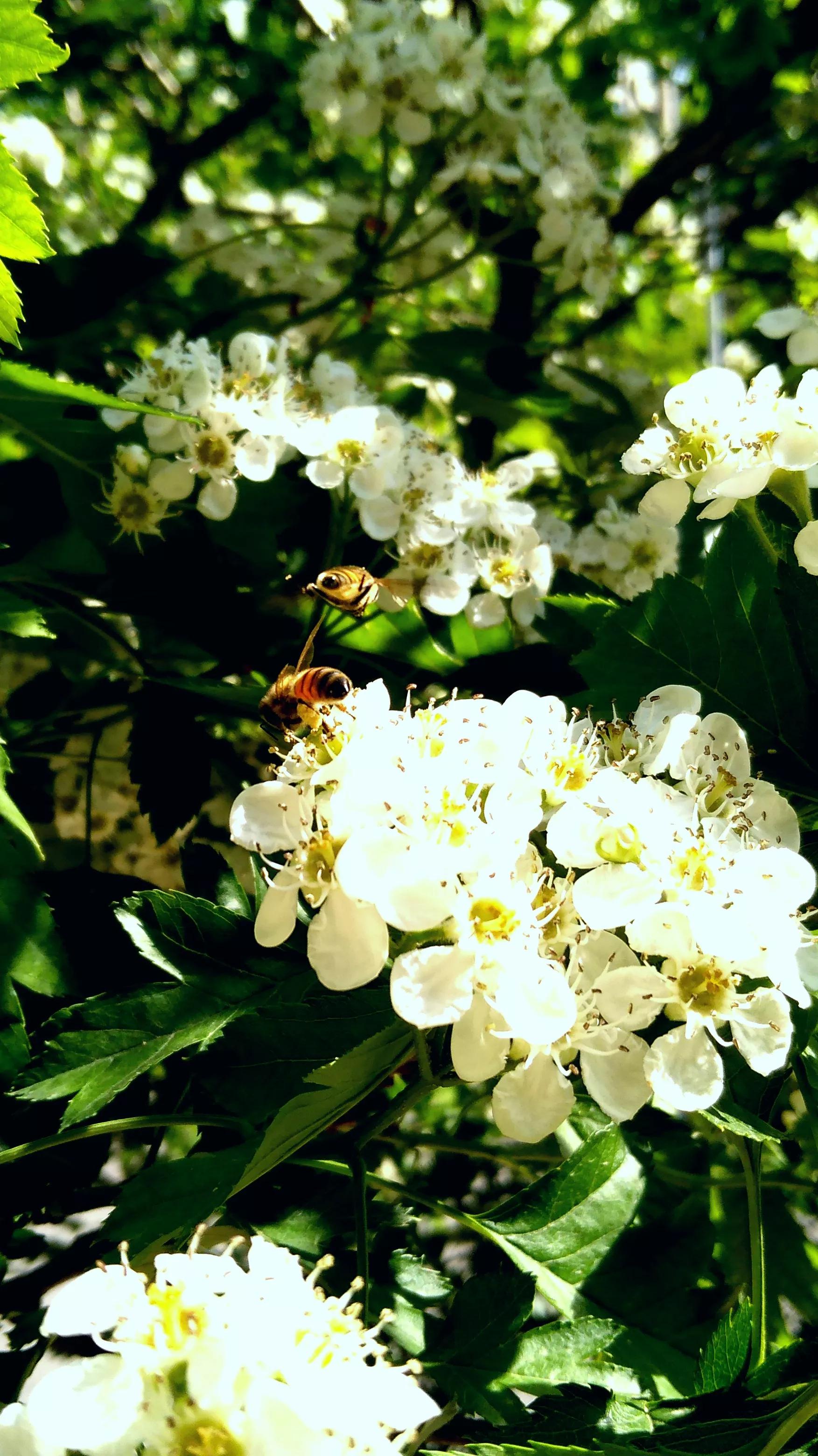 小小蜜蜂采蜜忙,小蜜蜂采蜜忙下一句