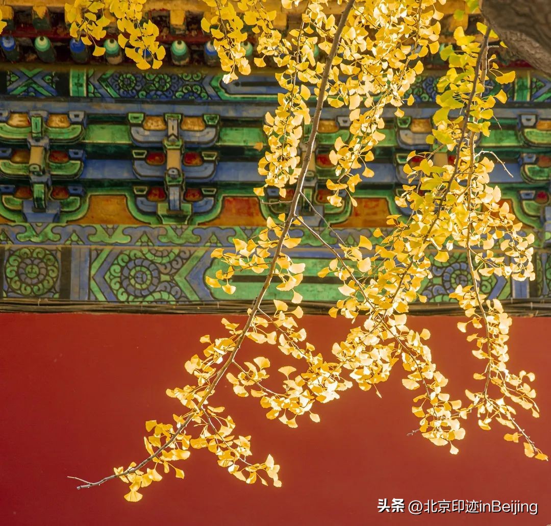 北京的秋朗读,北京的秋的夜晚