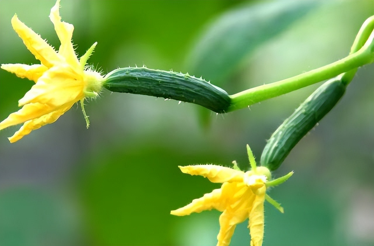 黄瓜基因组数据库怎么查基因序列,黄瓜花叶病毒基因序列