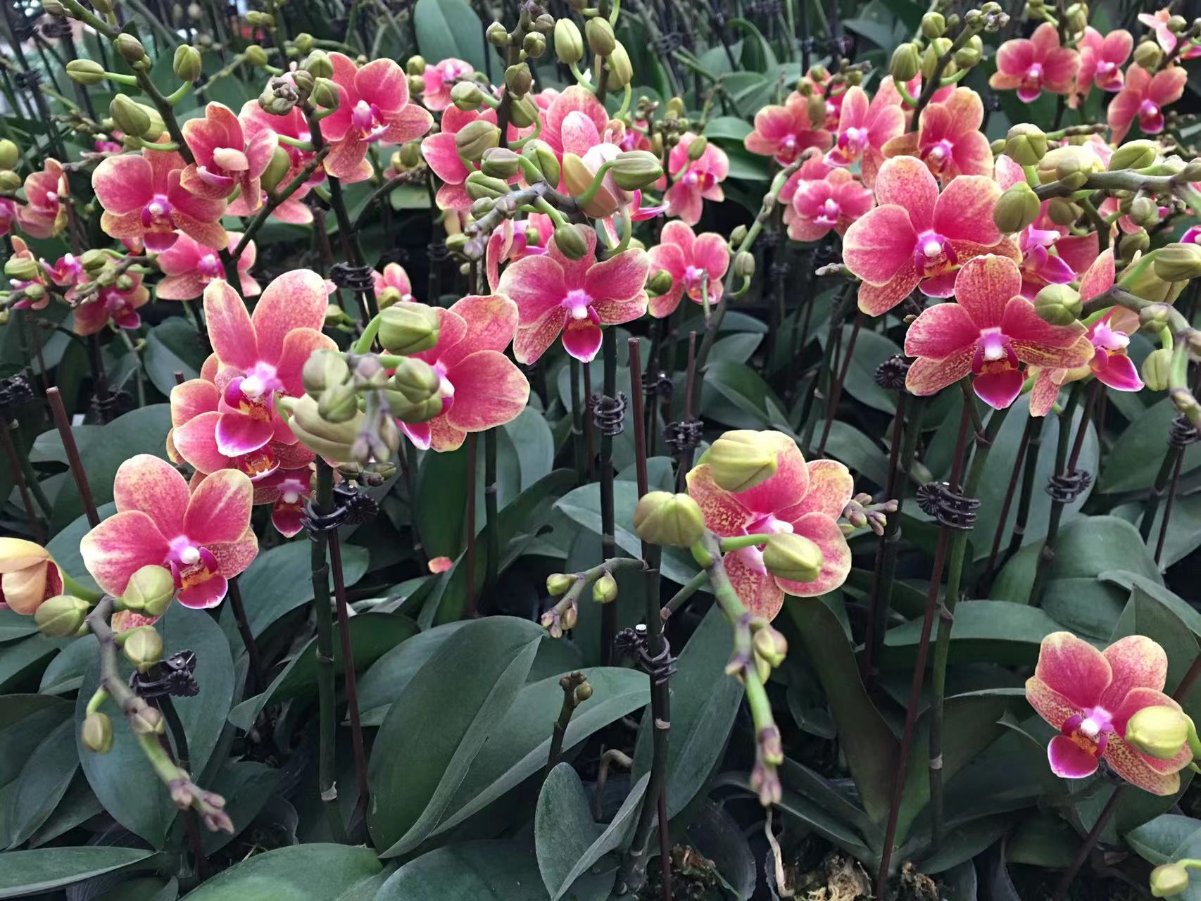 成都春天花卉市场哪里最便宜,成都温江区最便宜的花卉市场