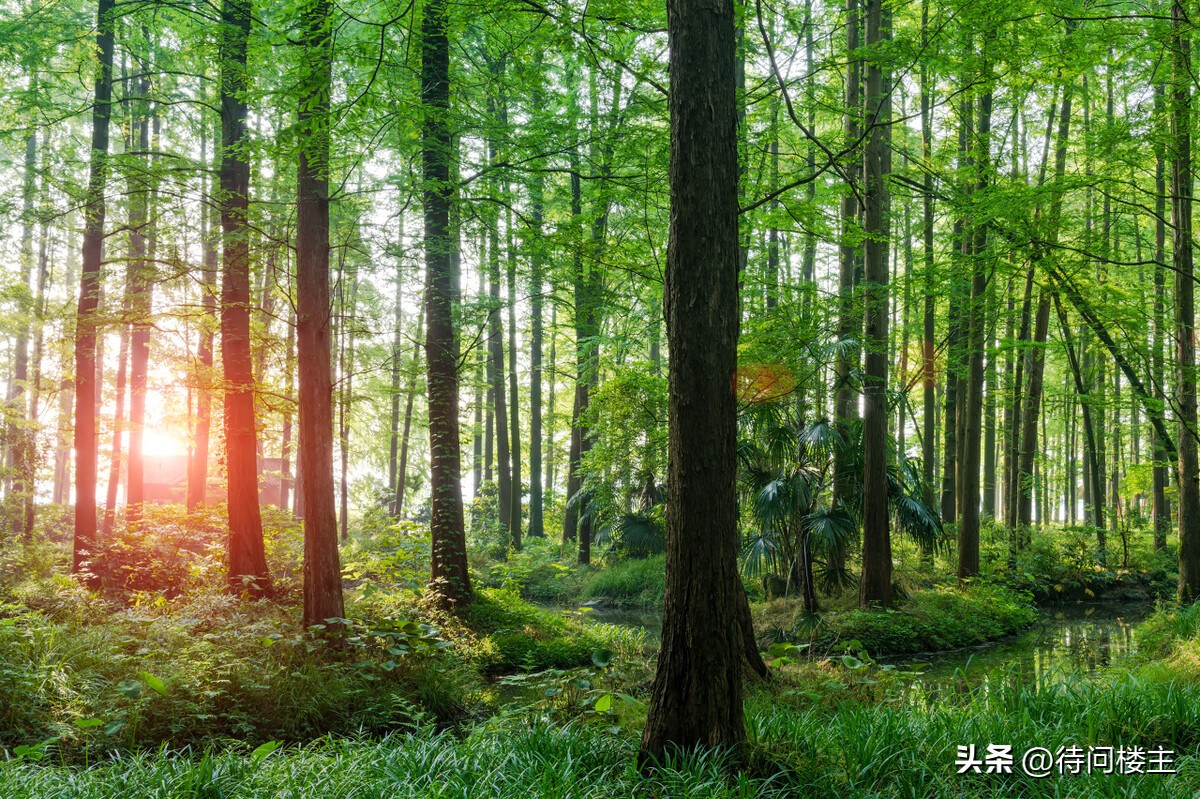 中国当代著名诗人作品欣赏,中国当代十大杰出诗人