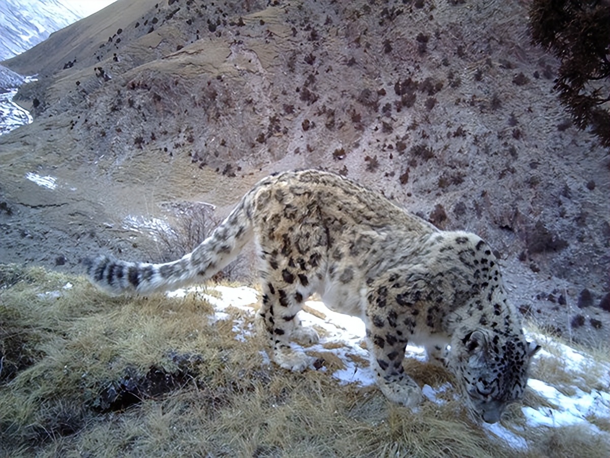 云南农村小伙捡到一只小猫,小伙捡到一只活体小猫