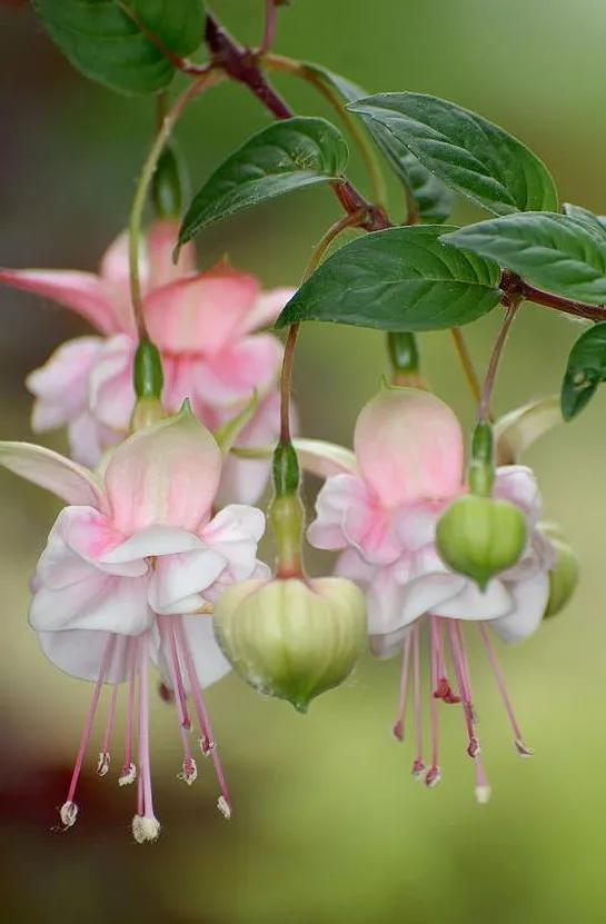 花朵壁纸横版,花朵招财壁纸