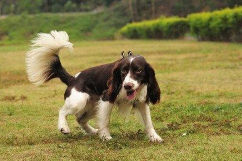 呵护爱宠:狗狗尿路感染有点流脓怎么办狗狗泌尿方面有问题怎么办