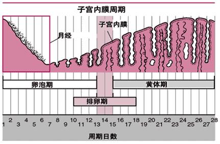 怕ta不来，又怕ta乱来！女生关于月经那点事儿