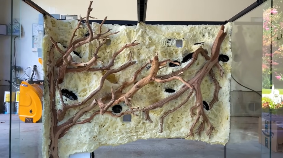 美国小哥在卧室建出一缸热带雨林，食物链环环相扣，太强了