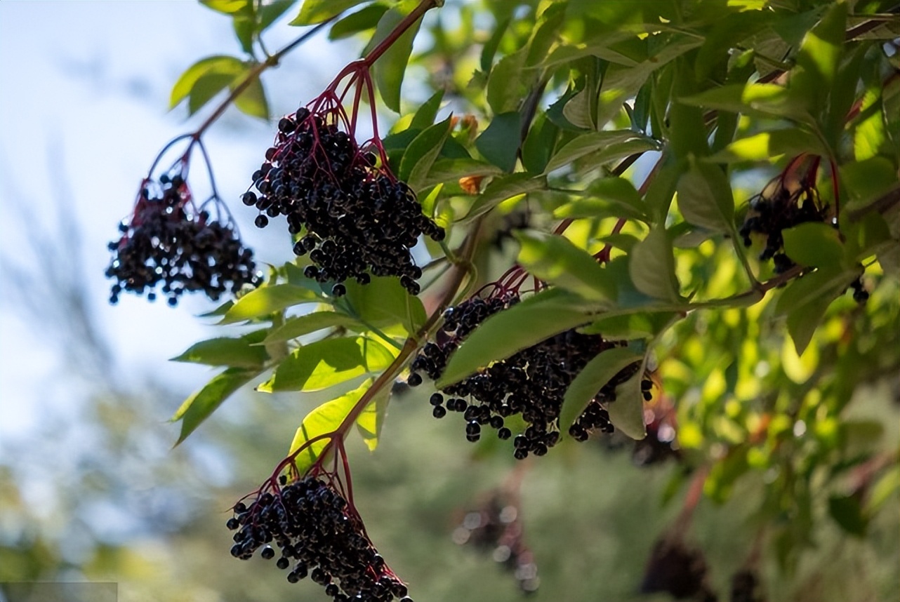 免疫力是身体最好的保护，Sambucol善倍康时刻守护免疫健康