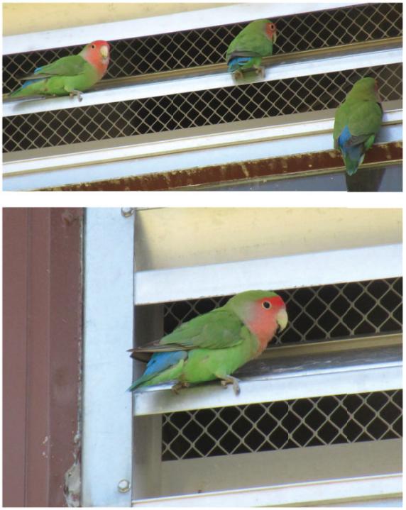 当猫头鹰飞入校园之后的样子,当猫头鹰在人家门口转头被吓到