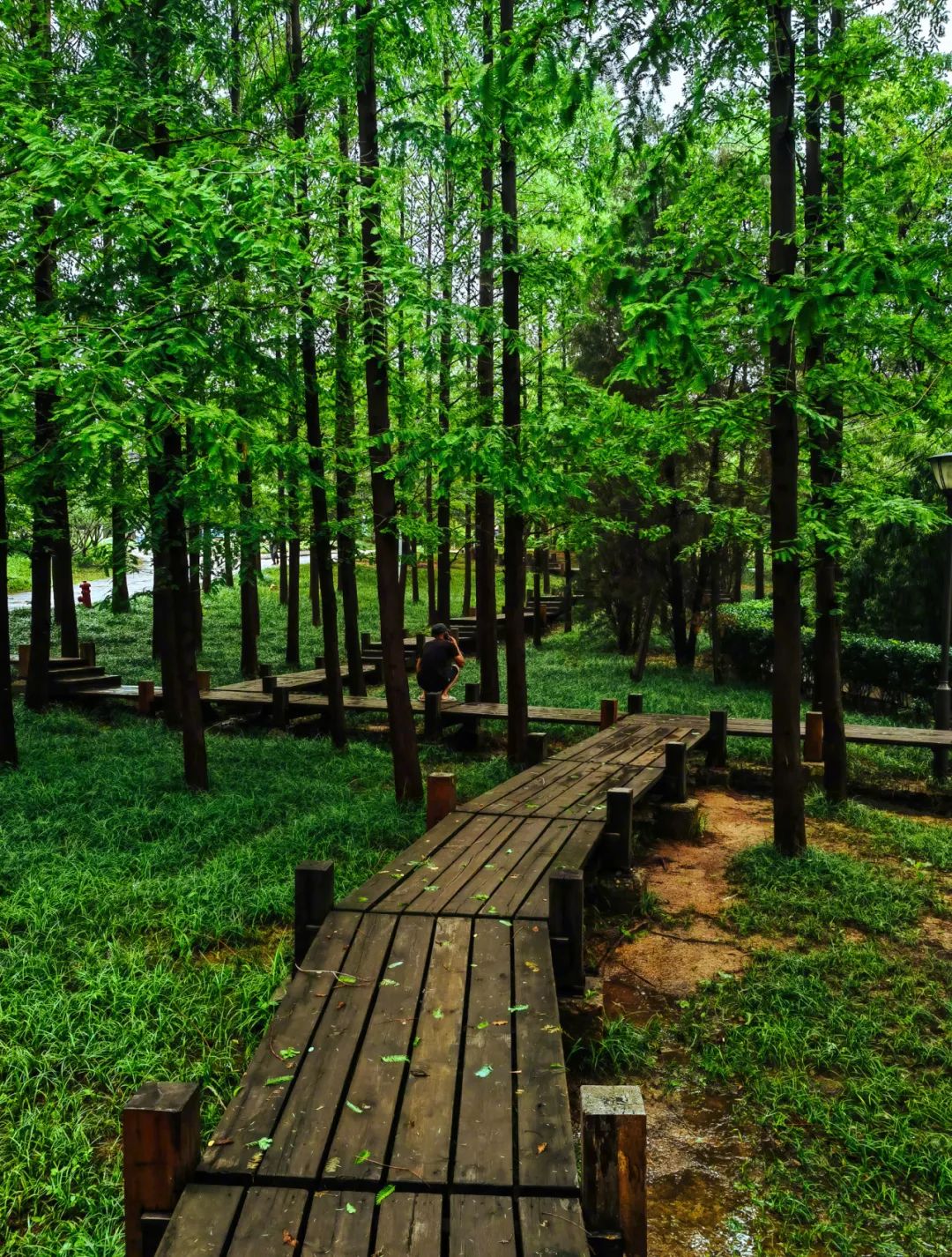 青岛绝美的一条路,青岛都是树的风景路