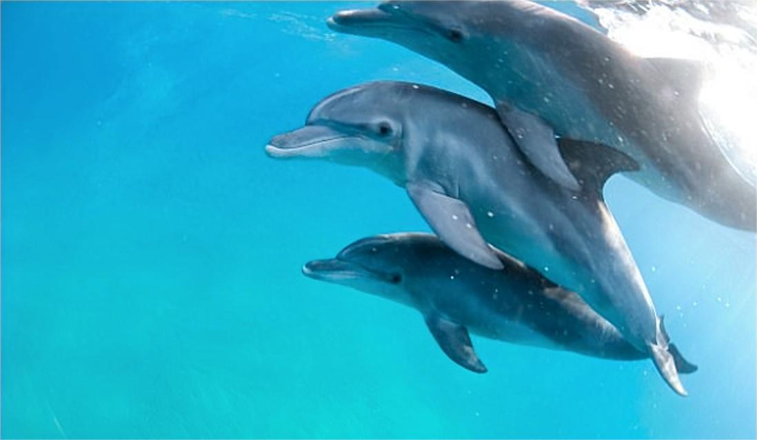 海豚繁殖能力如何,海豚怎样进行繁衍