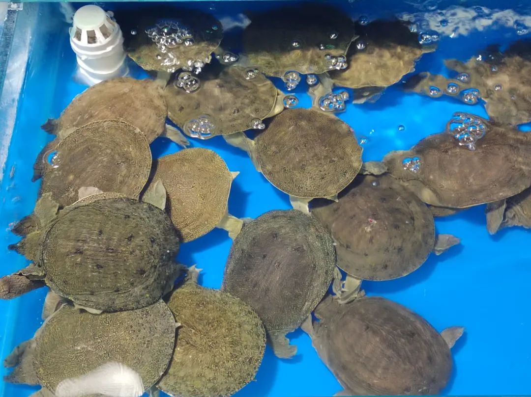 生猛海鲜市场,昌平北七家海鲜批发市场