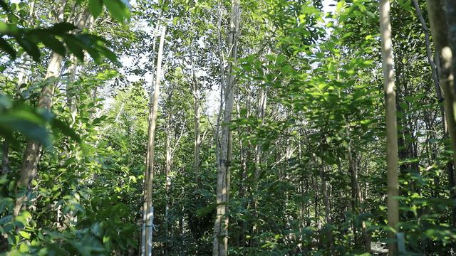 电白发展南海片区吗,茂名电白要怎么发展