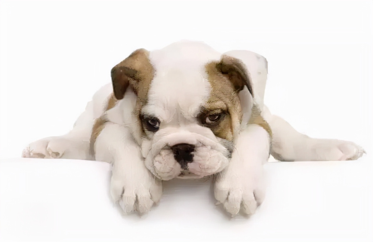 100多种名犬图片大全大图高清,100多种名犬图片大全大图