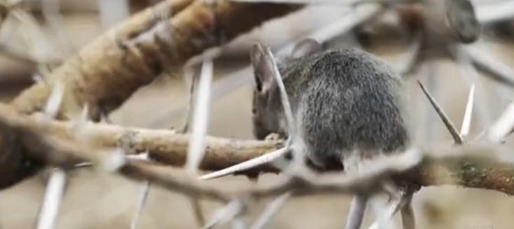 蜜獾在巴西蛇岛大战毒蛇,蜜獾啃食剧毒毒蛇