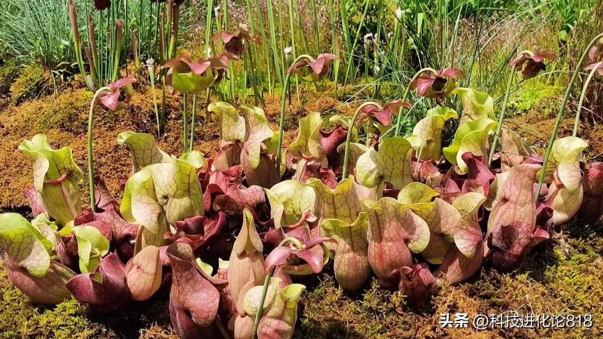 你绝对没见过的食虫植物,十种食虫植物