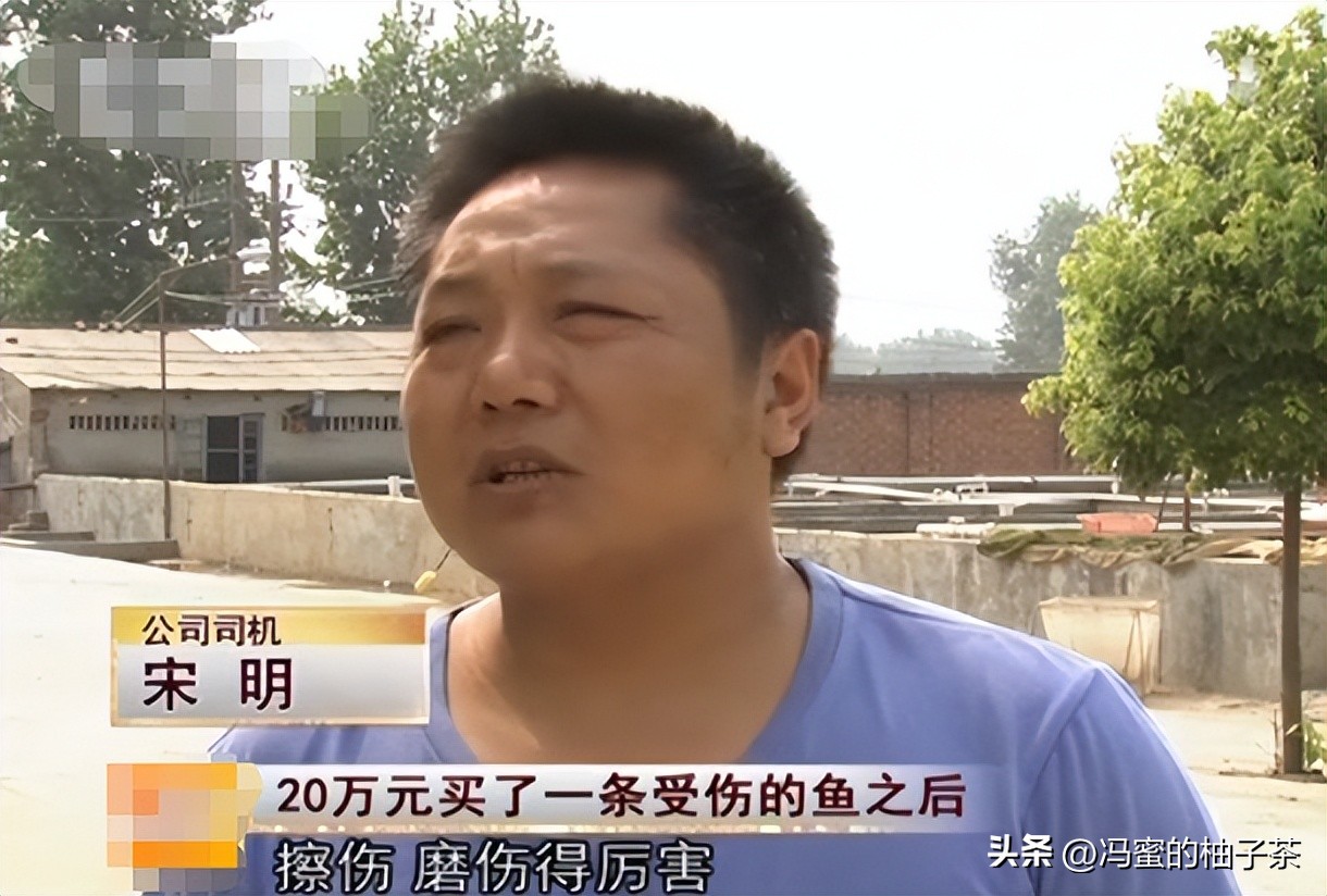男子花13万买的鱼因停电缺氧死亡,男子花20万买一条受伤鲶鱼后续
