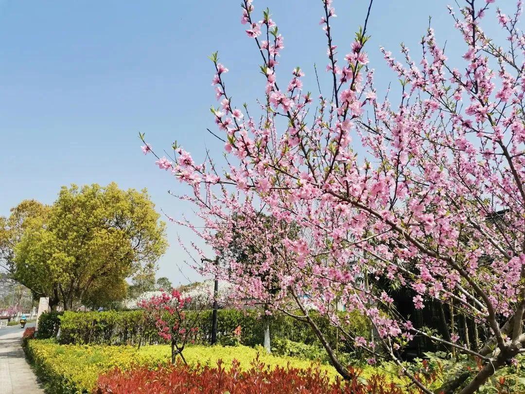 大草坪放风筝,草坪大风筝