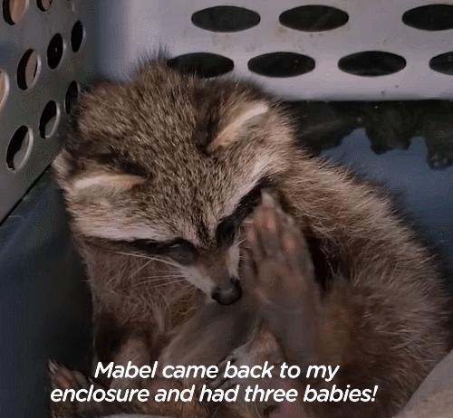 鍔犳嬁澶у皬娴g唺骞煎唇,鍔犳嬁澶у杺鍏诲皬娴g唺