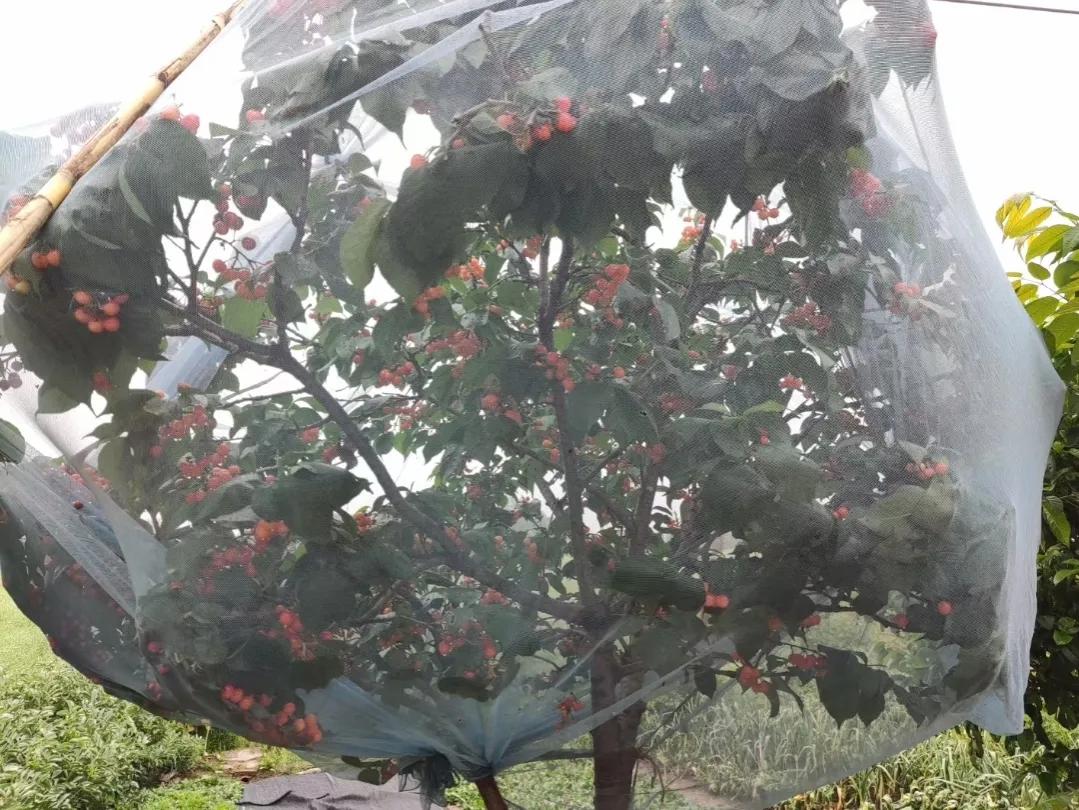 收花生的季节，母亲用牙剥花生壳上瘾了，怎么办？