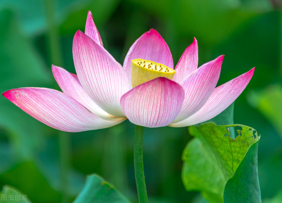 墨海扬波的诗词,墨海扬波