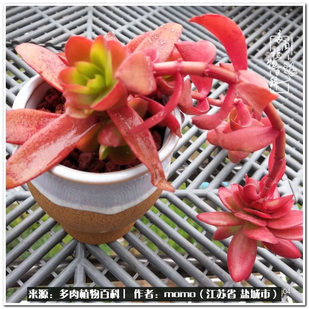 露养一个月的多肉图片,露养多肉春天外面过夜么