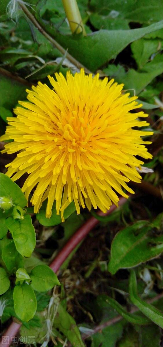 一花一深爱，花海美蓝天，花艳醉*光春**，花笑荡柔情，人间如仙境