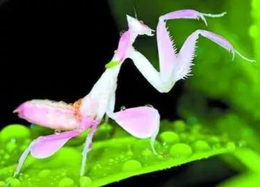 螳螂吃掉自己丈夫的头,螳螂为什么吃掉配偶螳螂吃蛇