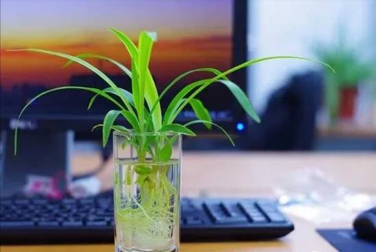 油画吊兰可以用水养吗,吊兰用水养浇啥肥料