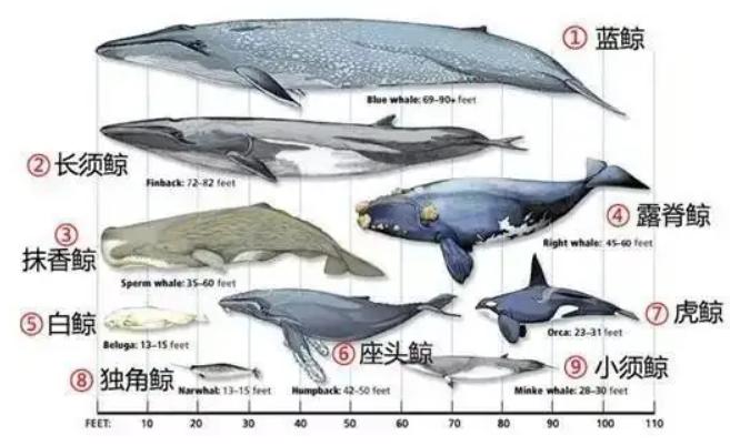 大王乌贼是不是抹香鲸的食物,抹香鲸是如何找到大王乌贼的