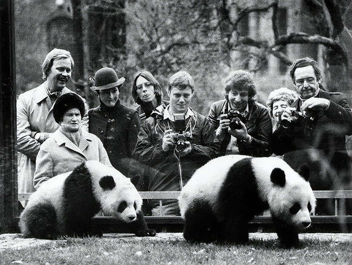 大熊猫假熊猫,山寨熊猫印度
