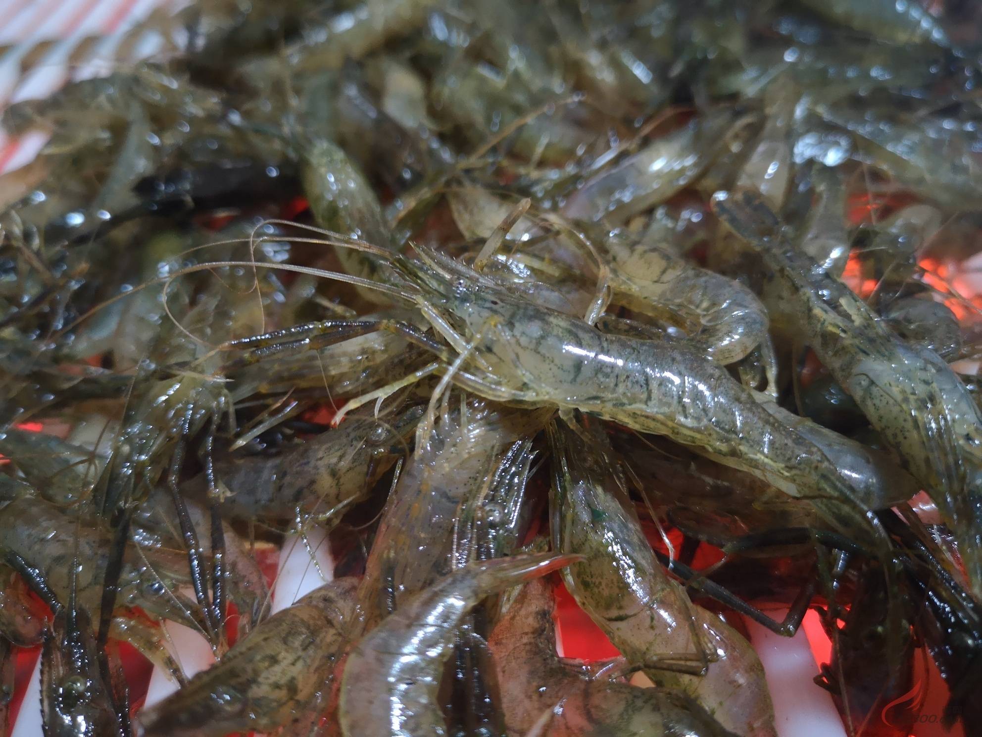 渐渐消失的五种鱼,消失的十二种河鲜