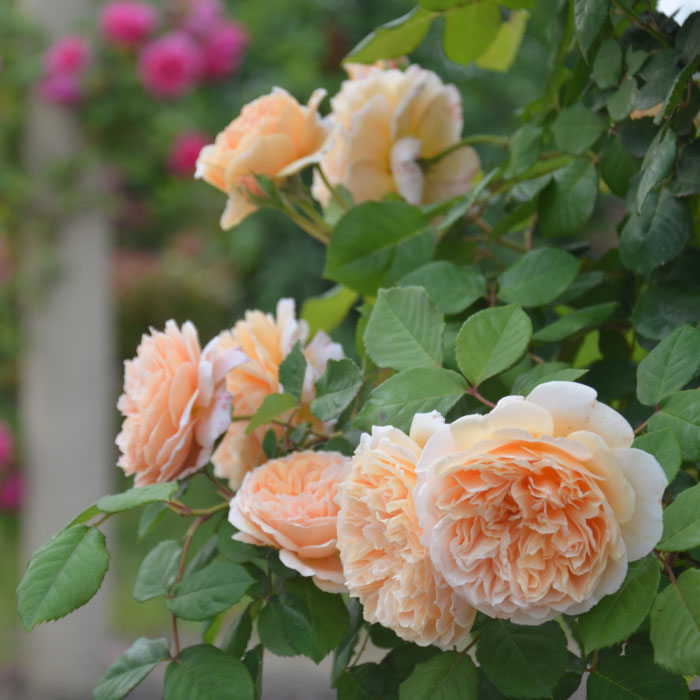 香水月季10款推荐,香水月季花品种大全图片