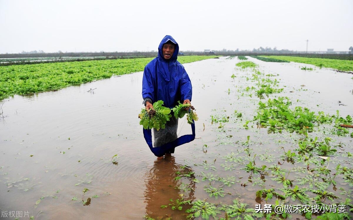 农作物下雨怎么补救,暴雨导致农业被淹的原因