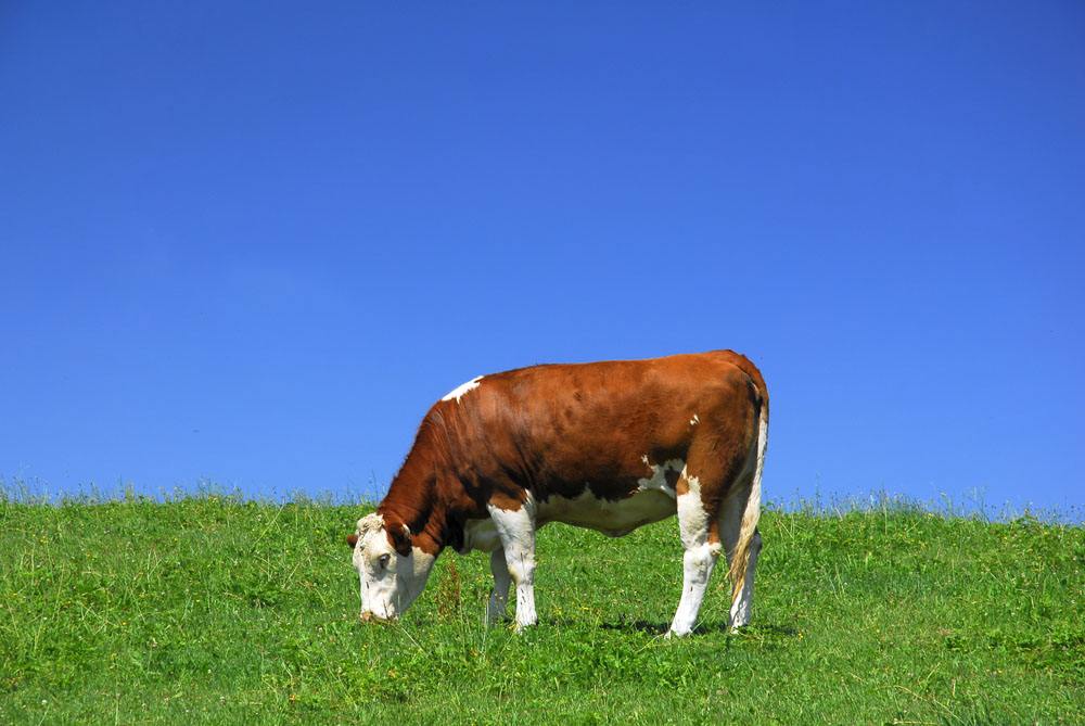 牛反复拉稀的原因及解决方法,导致牛拉稀的原因
