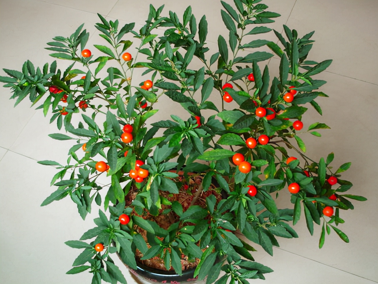 柠檬树适合在家养吗,在家养柠檬树注意点